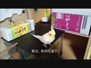 食欲旺盛な21歳のインコ