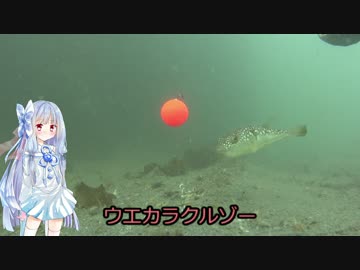 きまぐれ水中観察その15、新居海釣り公園5