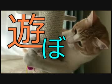 取って来いしたり人に媚びる猫たち！【コメント返し】