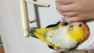 あそぶシロハラインコ4