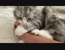 飼い主をがぶがぶする毛玉