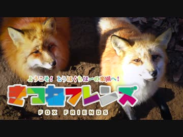 【きつねフレンズ】宮城蔵王キツネ村に行ってきた【ゆっくり旅行記】