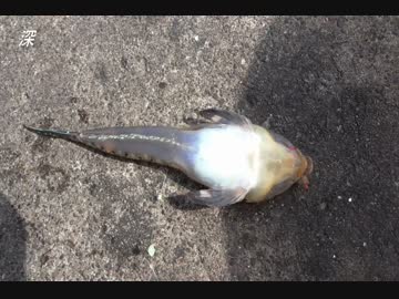 釣り動画ロマンを求めて　33釣目（早川港：小田原漁港）後半