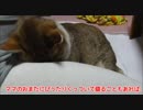 ママのおまたに顔を埋めてゴメン寝する猫。