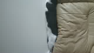 障子一枚分伸びる猫
