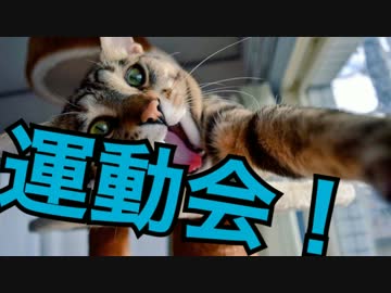 激突！にゃんこ大運動会！【徒競走対決】