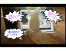【※BL注意】スーさんは腐トアゴ～ホモが欲しくて荒ぶる編～