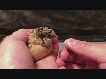 ヒメウズラの餌付け