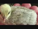 【ヒメウズラ】４号ちゃんの色【生後１１日目】