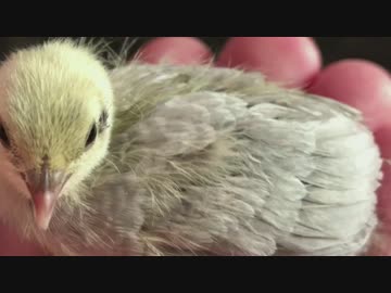 【ヒメウズラ】４号ちゃんの色【生後１１日目】