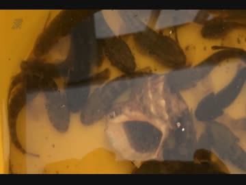 釣り動画ロマンを求めて　34釣目（ふれーゆ裏）