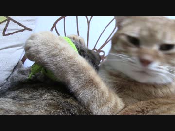 拾いねこ＠生後1702/1669日目　月音の肩を抱くアコ