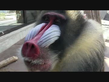 豊橋総合動植物公園・のんほいパーク/その3