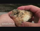 【ヒメウズラ】２号ちゃんに野菜を与えてみたりモフってみた