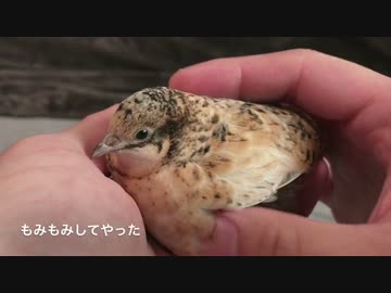 【ヒメウズラ】２号ちゃんに野菜を与えてみたりモフってみた