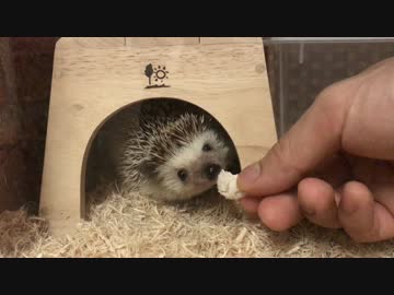 ハリネズミのイムちゃん