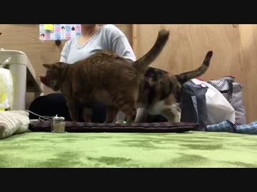 猫ドラム ロングバージョン