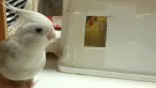 【オカメインコ】窓からこんにちはヾ(*´∀｀*)ﾉ♪