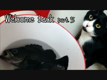 ジルと俺の釣り物語part．5メバリング#1