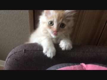 かくれんぼ...？w【むぎ】