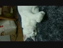 眠いニャ！邪魔するニャ！ただそれだけｗｗ
