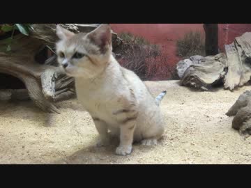 スナネコがアレを出すだけ