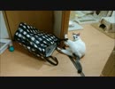 ハリウッドスター並に華麗な脱出劇をみせる猫