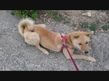 メイリオの散歩風景 寄り道集