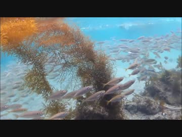 【水中カメラ】水中から川とか海を見てみよう！2017年新春号