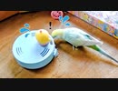 ちゃおの付録のお掃除ロボVSセキセイインコ