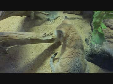 スナネコが伸びをするだけ