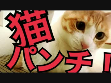 【かわいい！】超光速猫パンチをする猫！【ティガロビ生活記】