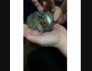 即堕ち四コマ