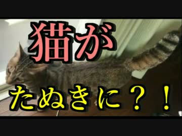 【衝撃】ね、猫がたぬきになっちゃった？！