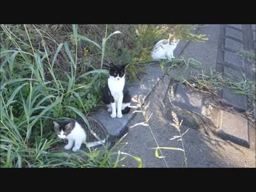 「帰らないでー」母猫が子猫をぞろぞろ連れてきた