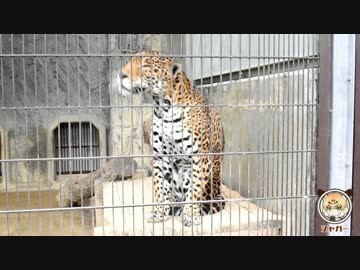 【けものフレンズ】東山動物園でフレンズに会おう