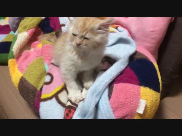 うどん職人に無事弟子入り【むぎ】