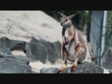 【北九州】春のワラビー収穫祭【ひびき動物ワールド】