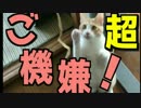 飼い主が帰ってきてハイテンションな猫達！