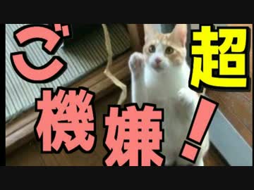 飼い主が帰ってきてハイテンションな猫達！