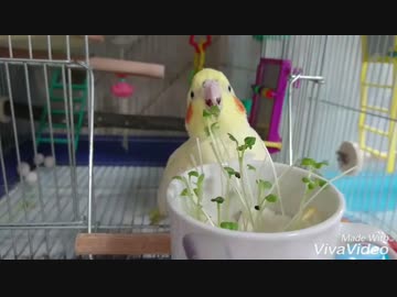 にきちゃんが こまつなのふたばを つんつんたべるよ