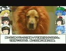 10ヶ月の赤ちゃんが飼い犬のゴールデンレトリバーに噛まれ死亡。