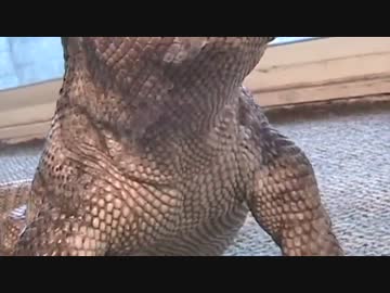 仔ネズミの踊り食い ②