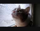 【幕末志士】あたし、ねこ (ミケちゃんver)