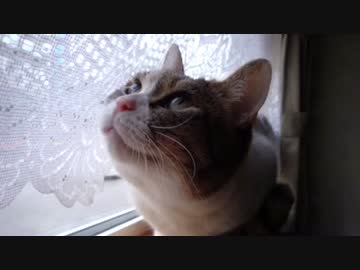 【幕末志士】あたし、ねこ (ミケちゃんver)