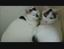 毎朝4時半に起床する猫の寝起きドッキリをやってみた