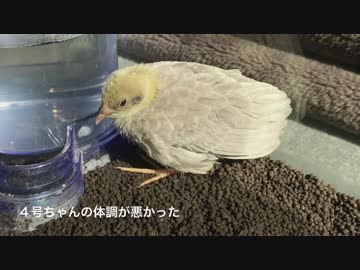 生後１７日のヒメウズラの観察