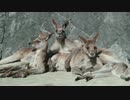 カンガルーだけの動物園