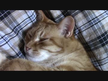 拾いねこ＠生後1708/1675日目　にゃんこはホント癒してくれますよねー。