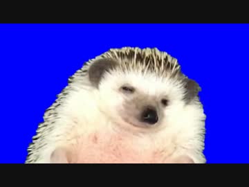 全てを悟った野獣先輩に似てるハリネズミBB